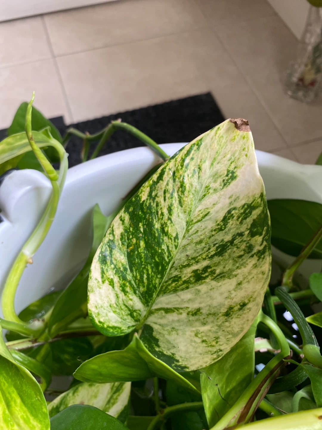Pothas plant cutting - photo 4