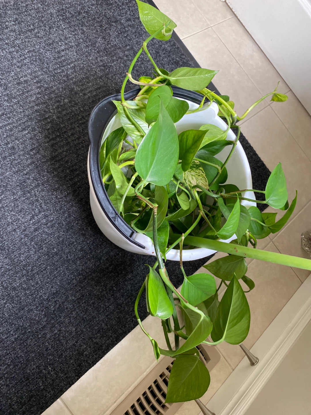 Pothas plant cutting