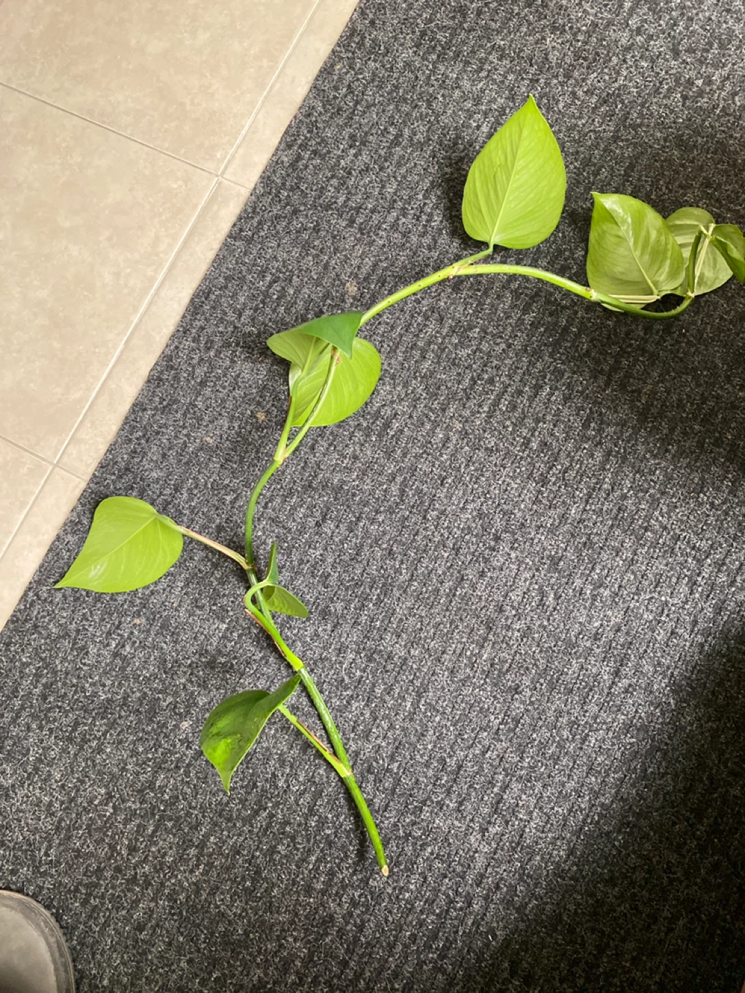 Pothas plant cutting - photo 2