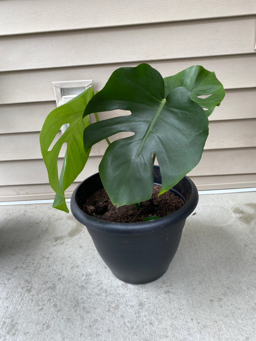 Monsterra plant - photo 3