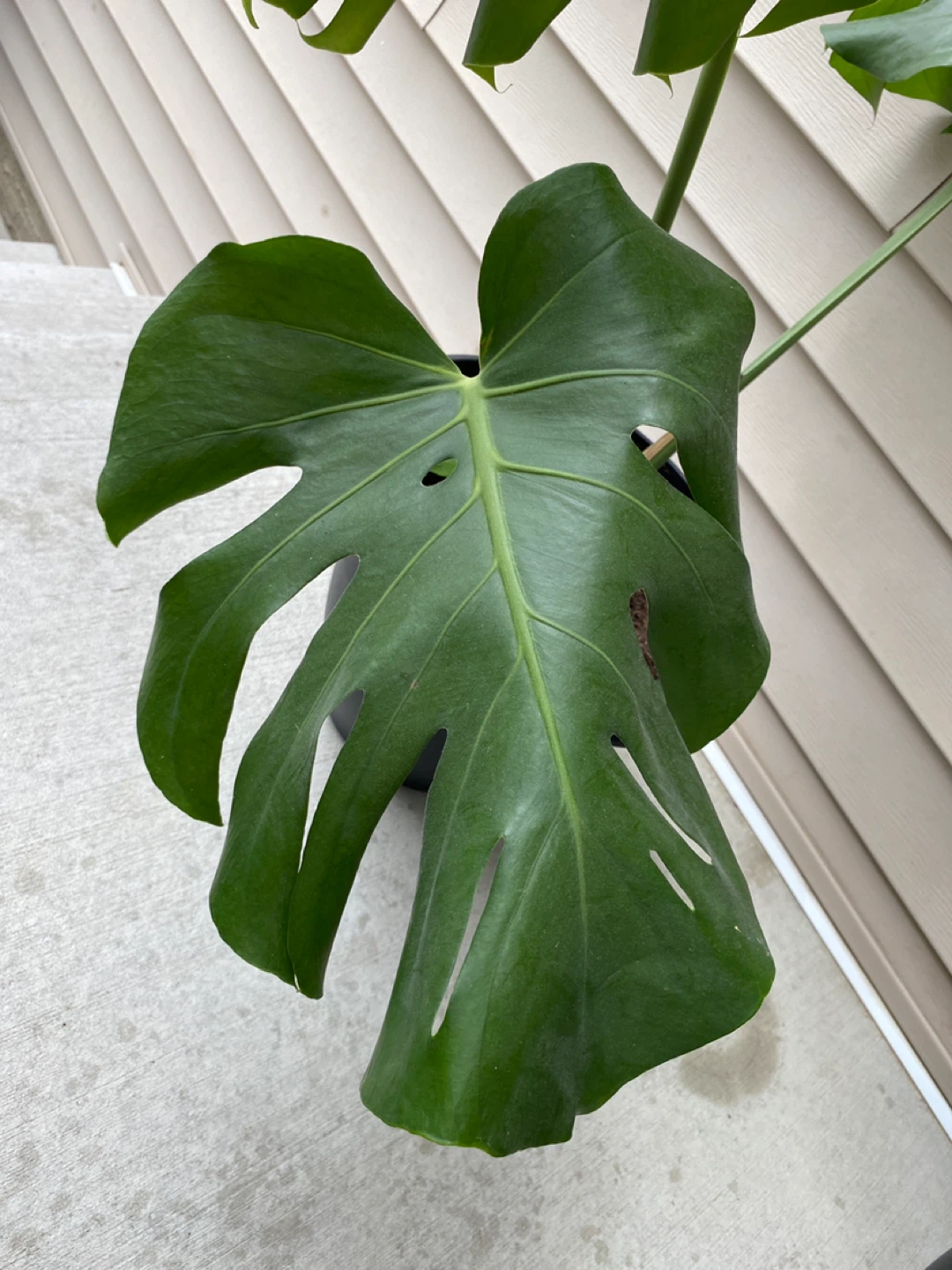 Monsterra plant - photo 2