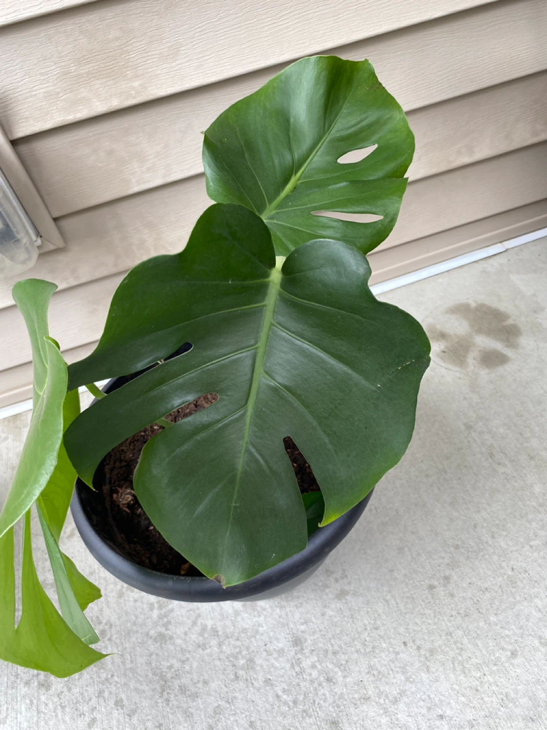 Monsterra plant - photo 4