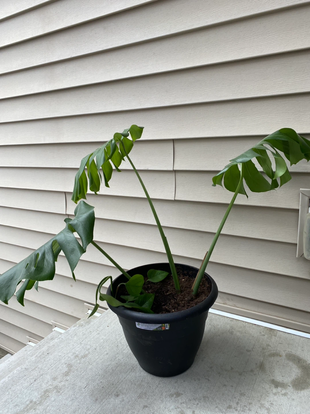 Monsterra plant