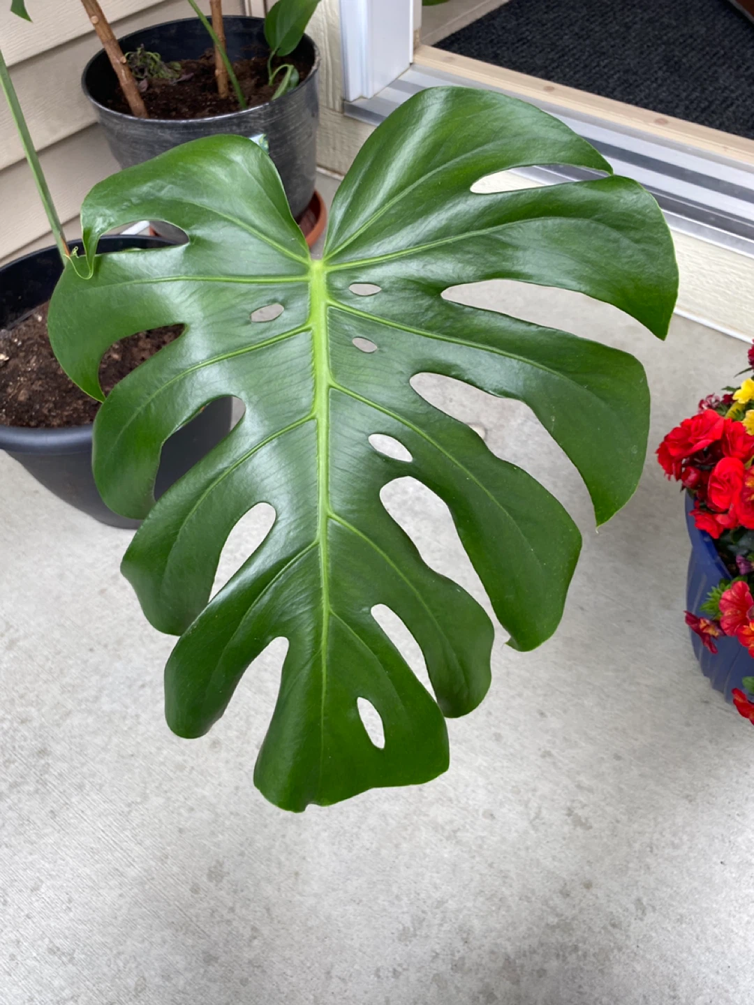 Monsterra plant - photo 5