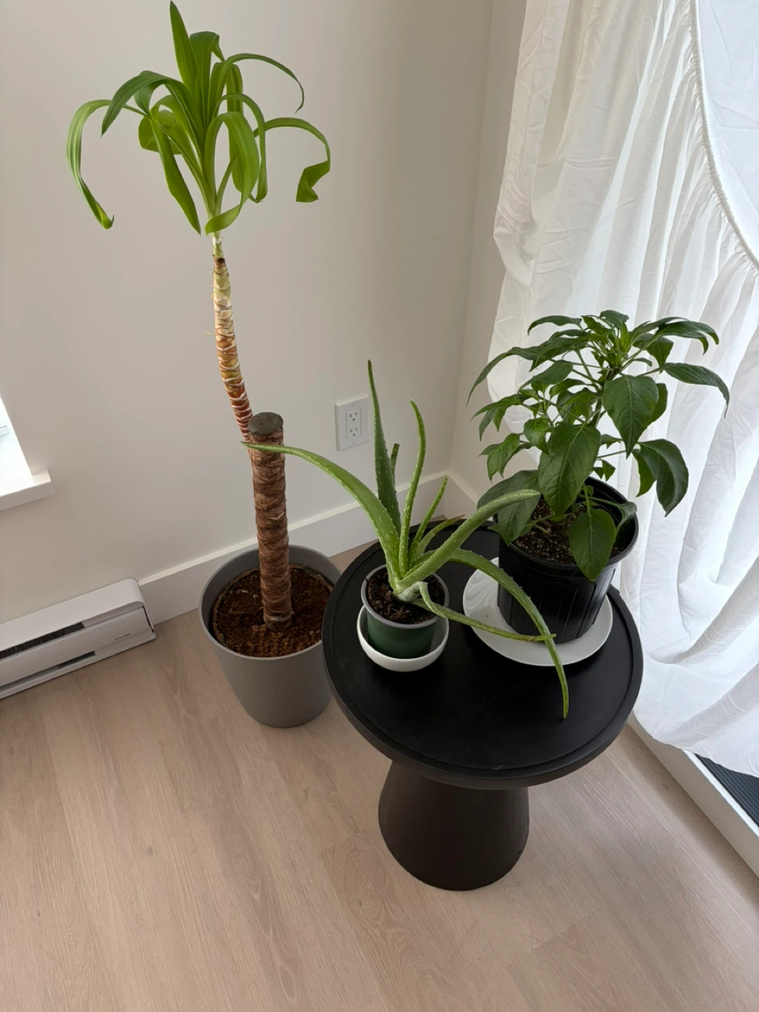 Aloe Vera Plant