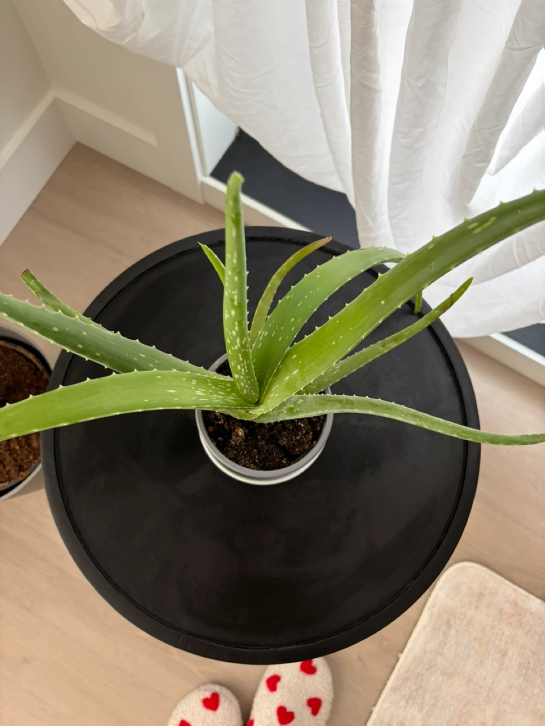 Aloe Vera Plant - photo 5