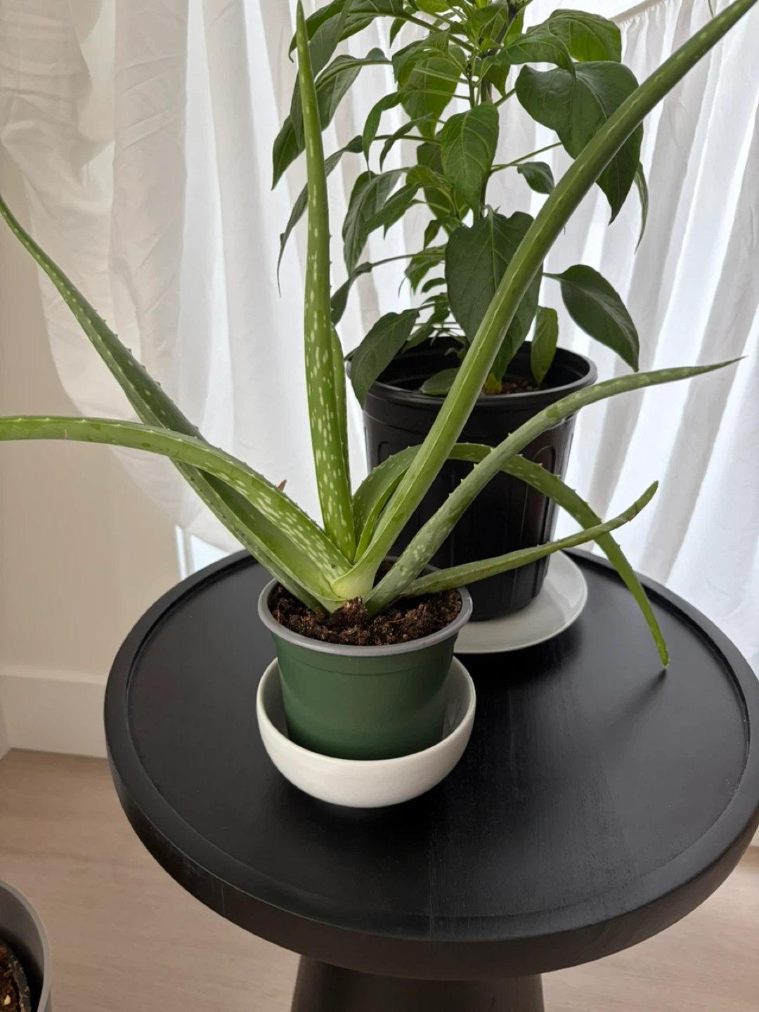 Aloe Vera Plant - photo 2