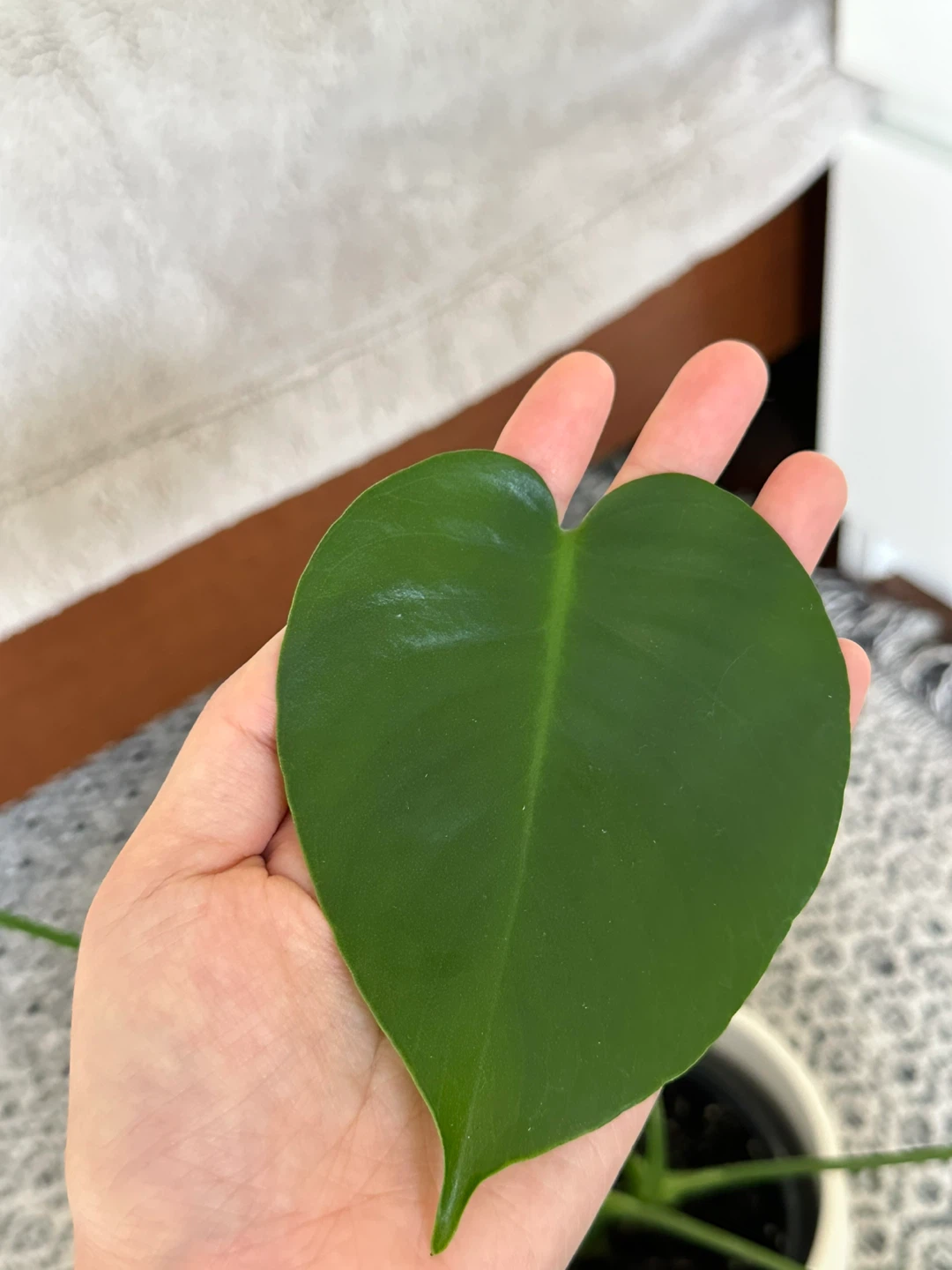 Monstera Deliciosa Plant - photo 4