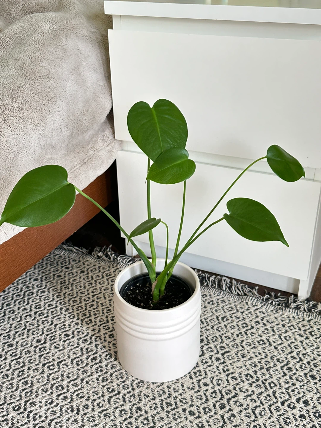Monstera Deliciosa Plant