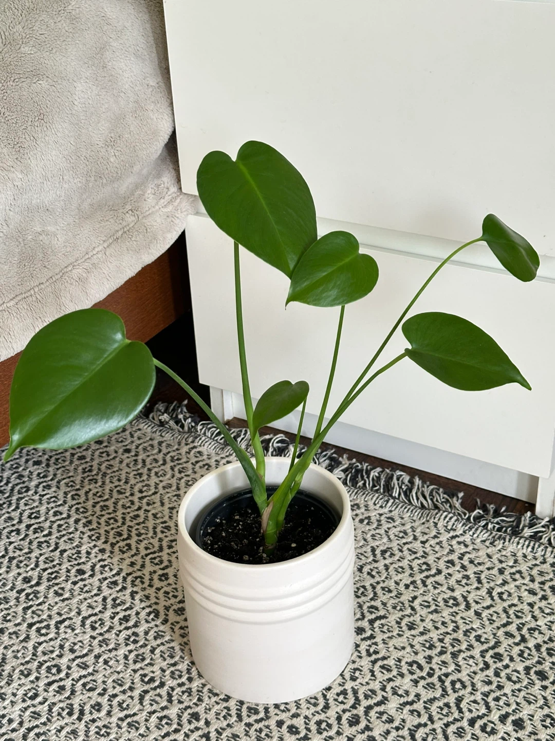 Monstera Deliciosa Plant - photo 2