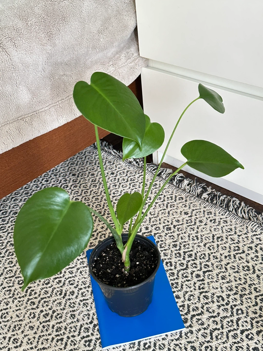 Monstera Deliciosa Plant - photo 3