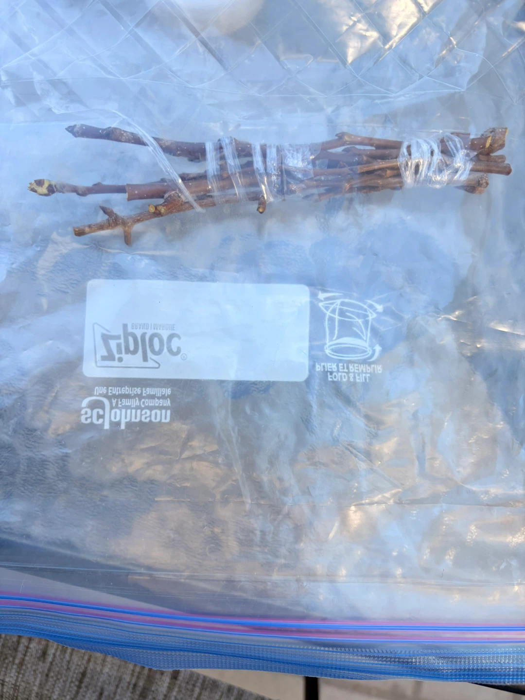 Golden Spice Pear #5 Scion woods/cuttings for grafting: $10 - photo 5