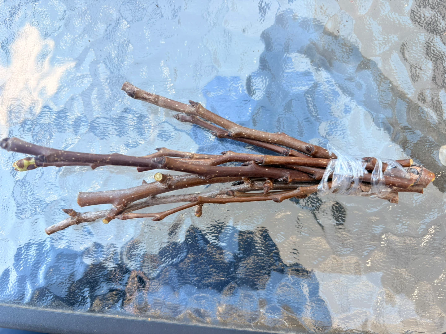 Golden Spice Pear #5 Scion woods/cuttings for grafting: $10