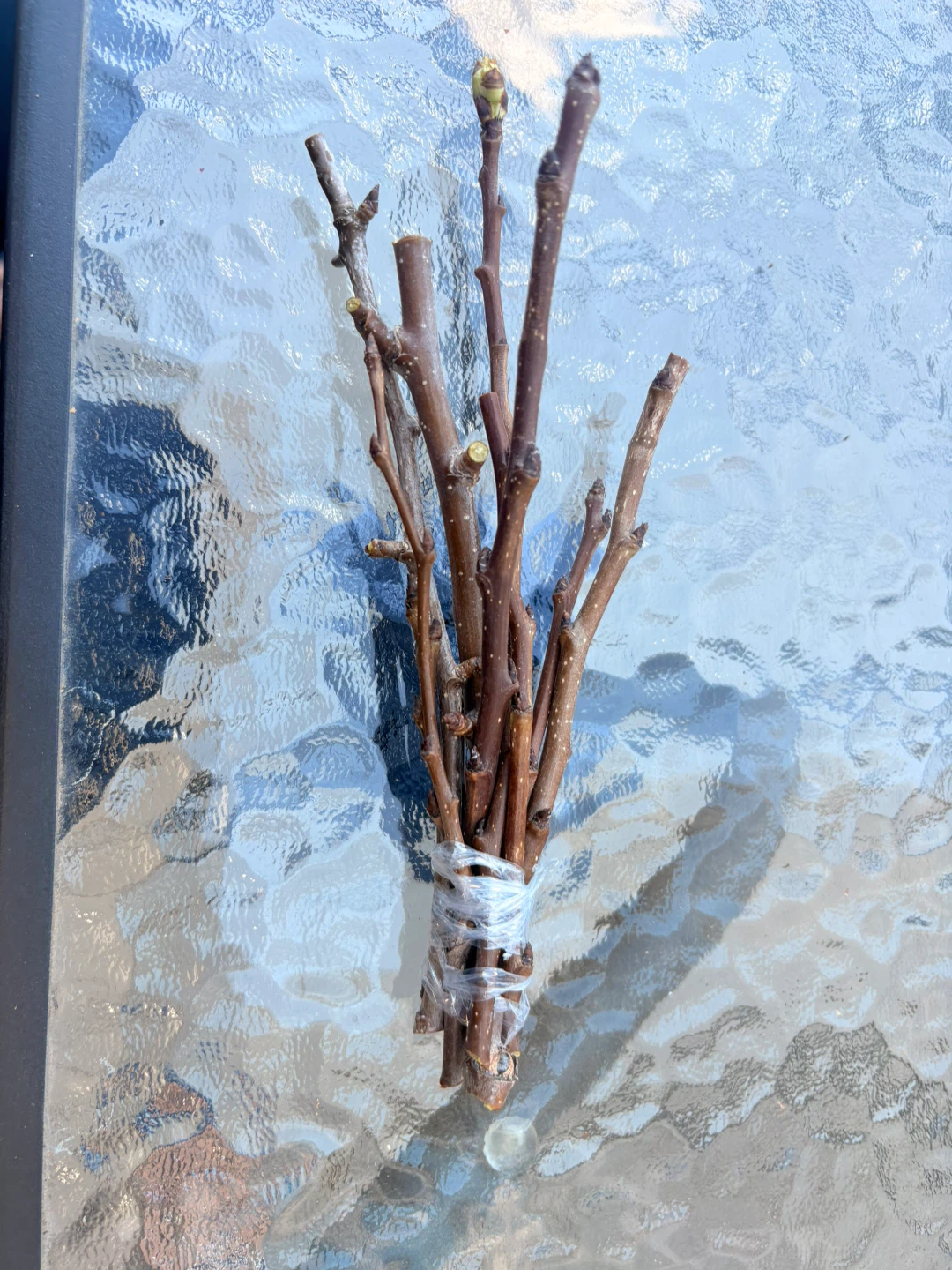 Golden Spice Pear #5 Scion woods/cuttings for grafting: $10 - photo 2