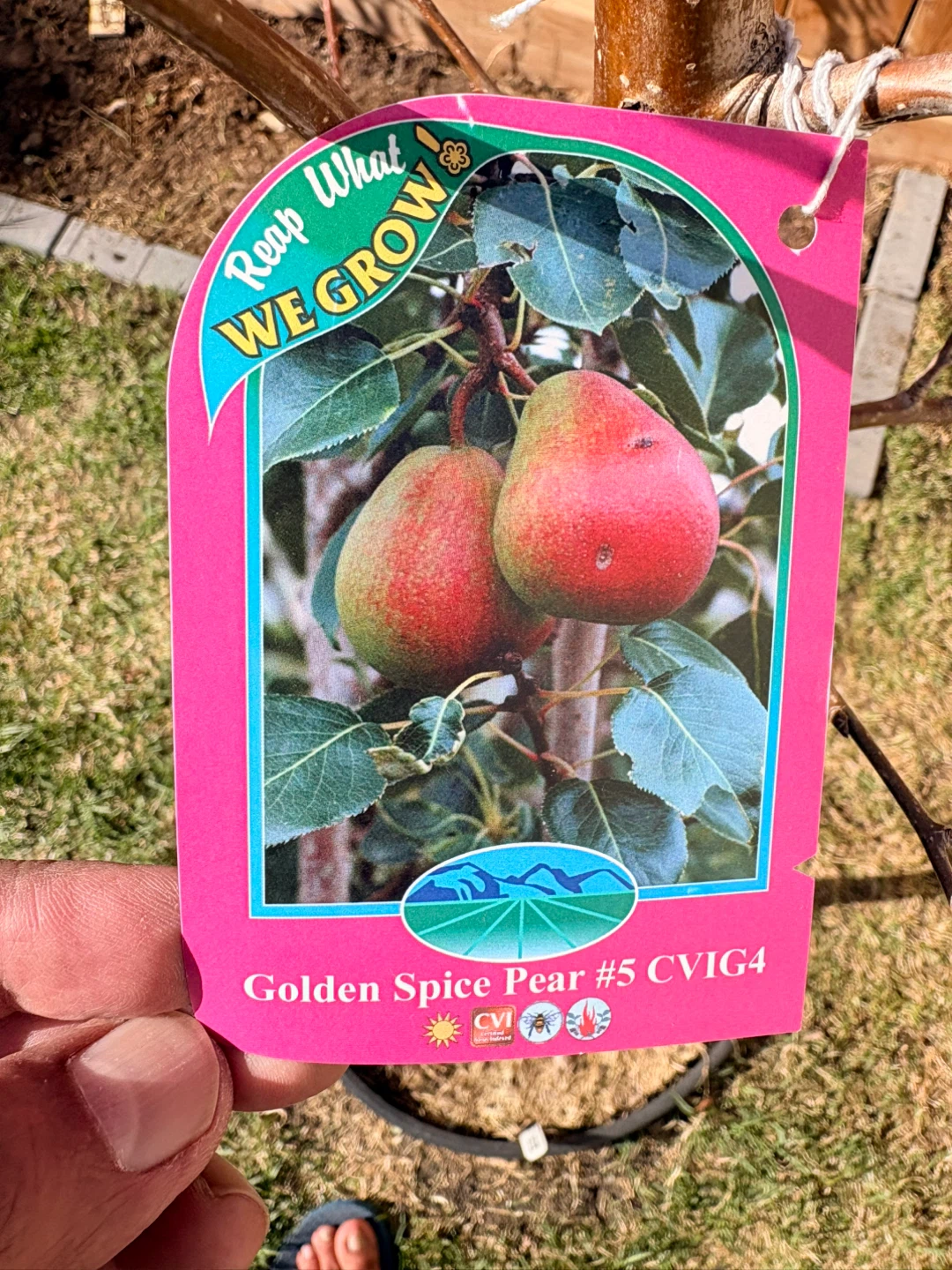 Golden Spice Pear #5 Scion woods/cuttings for grafting: $10 - photo 4