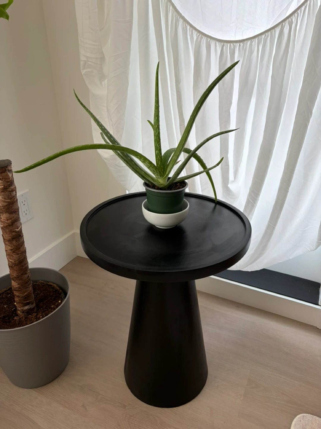 Aloe Vera Plant in Pot - photo 3