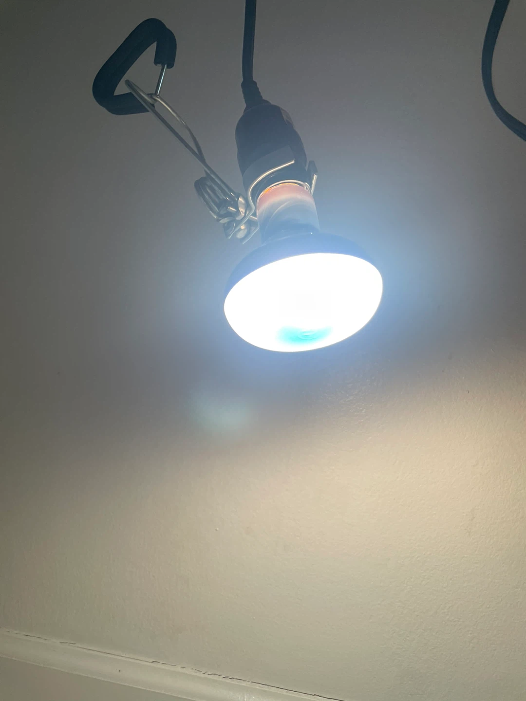 Plant Light Bulbs - photo 5