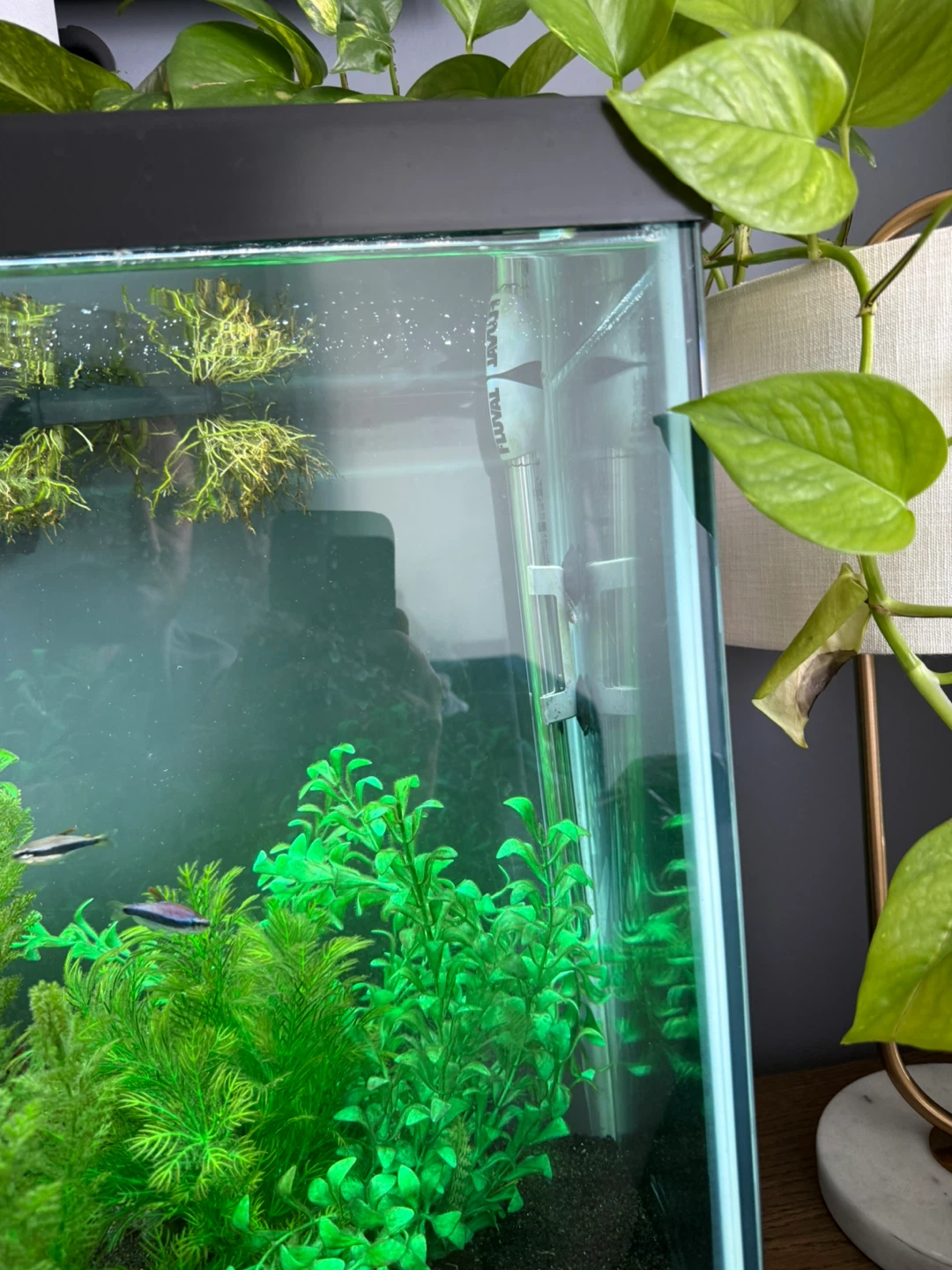 55 gallon aquarium + accessories - photo 3