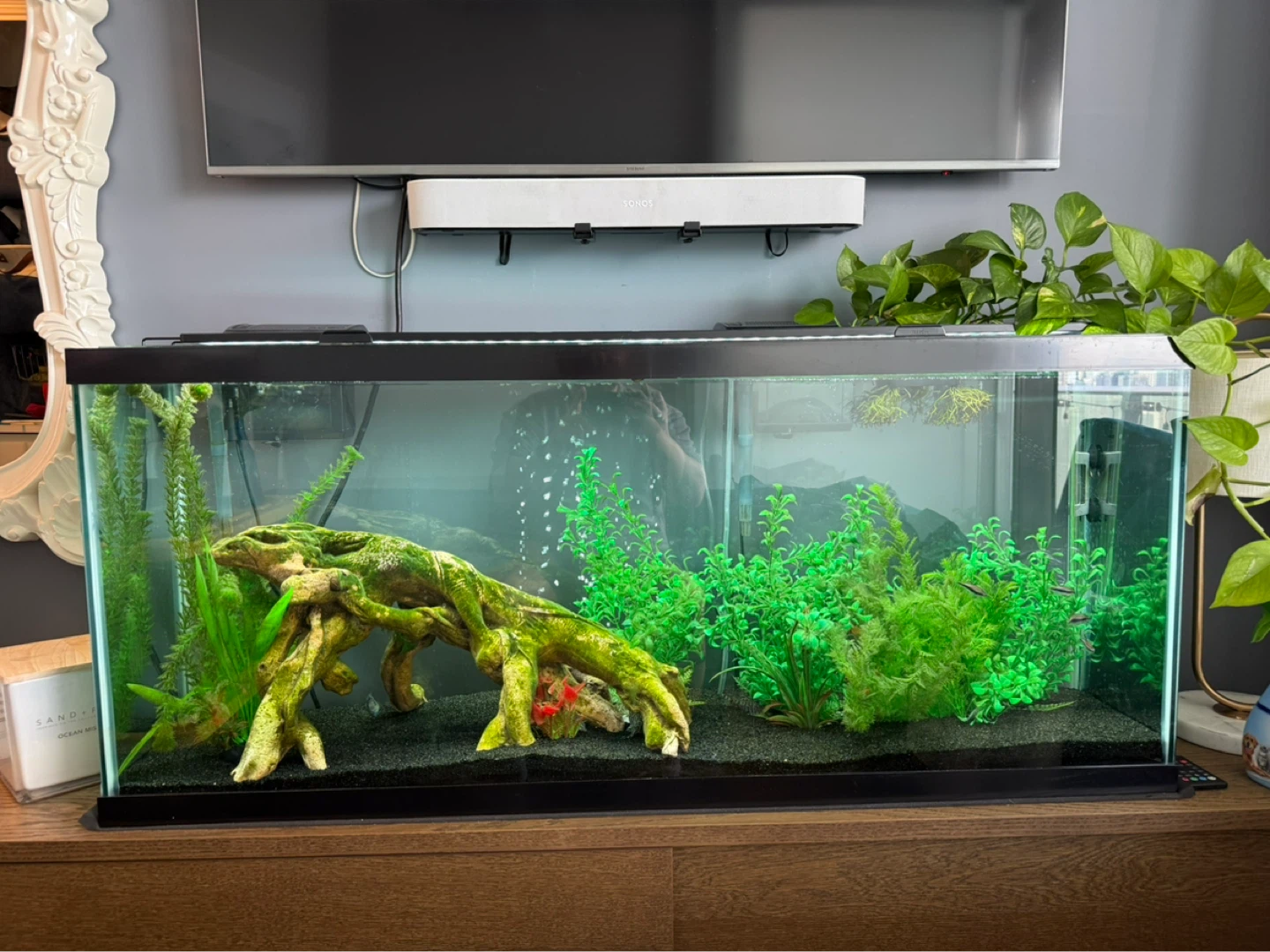 55 gallon aquarium + accessories