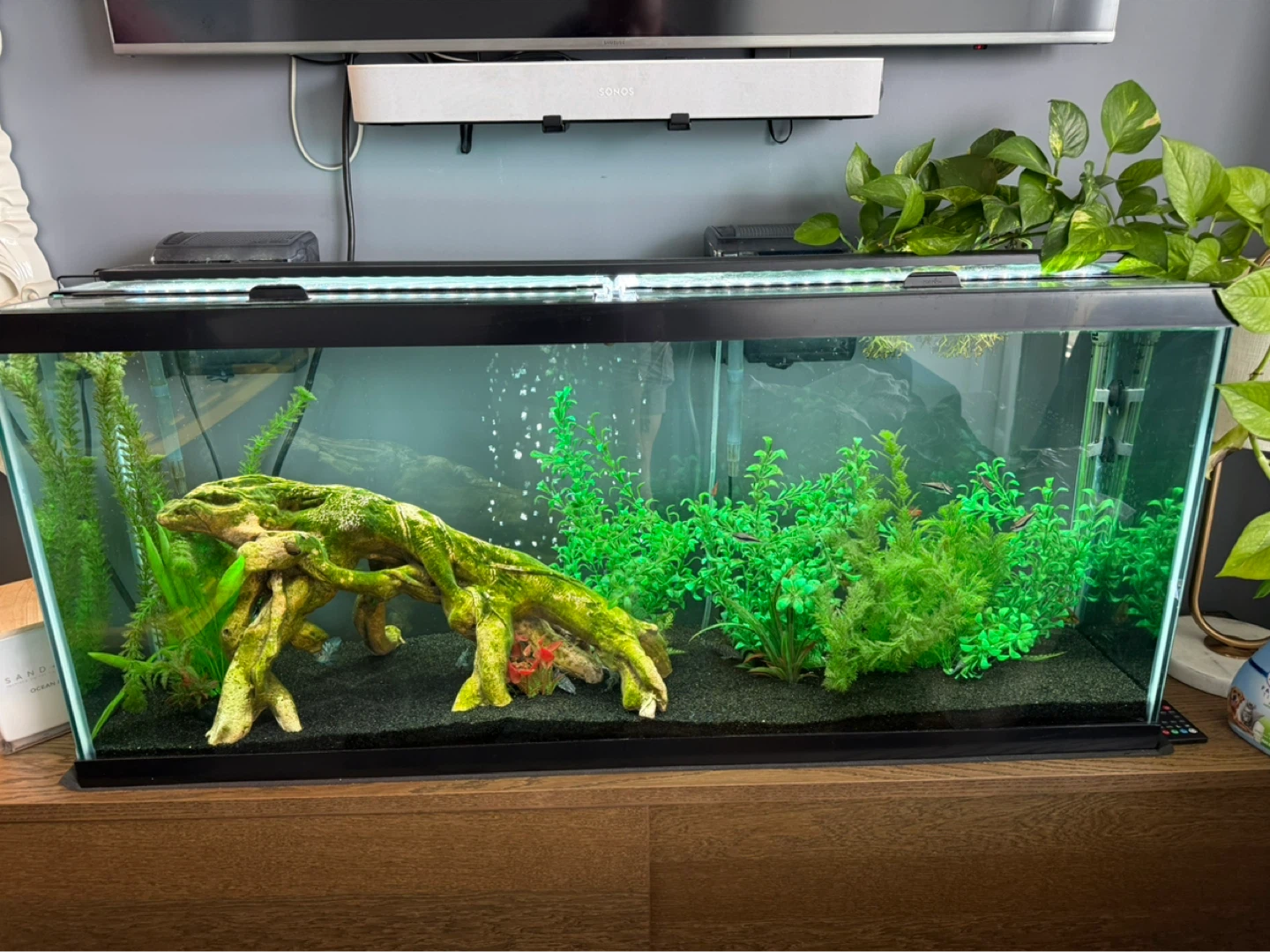 55 gallon aquarium + accessories - photo 4