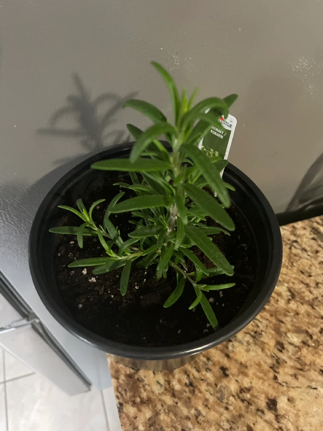 Rosemary Herb Plant in a pot - photo 2