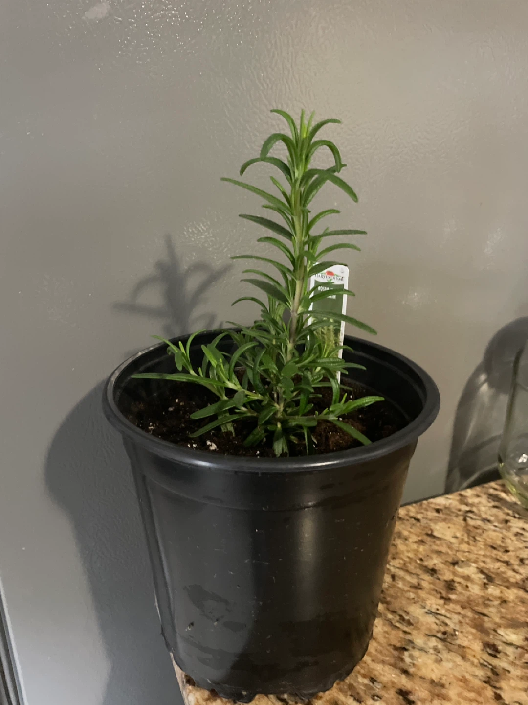 Rosemary Herb Plant in a pot