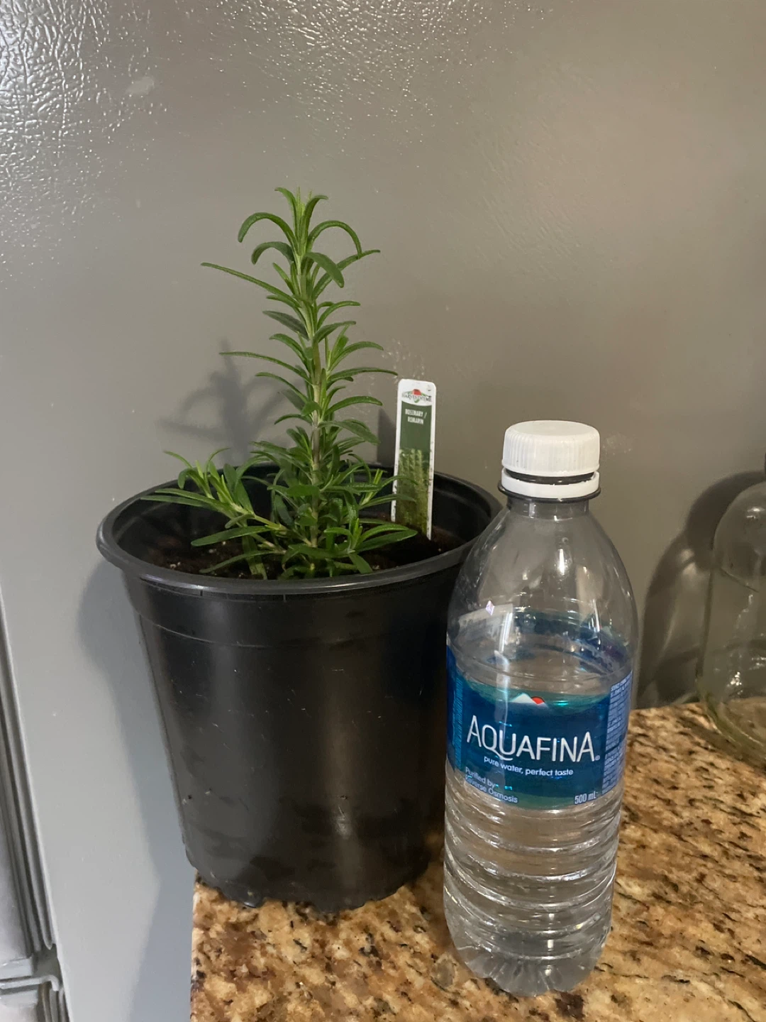 Rosemary Herb Plant in a pot - photo 3