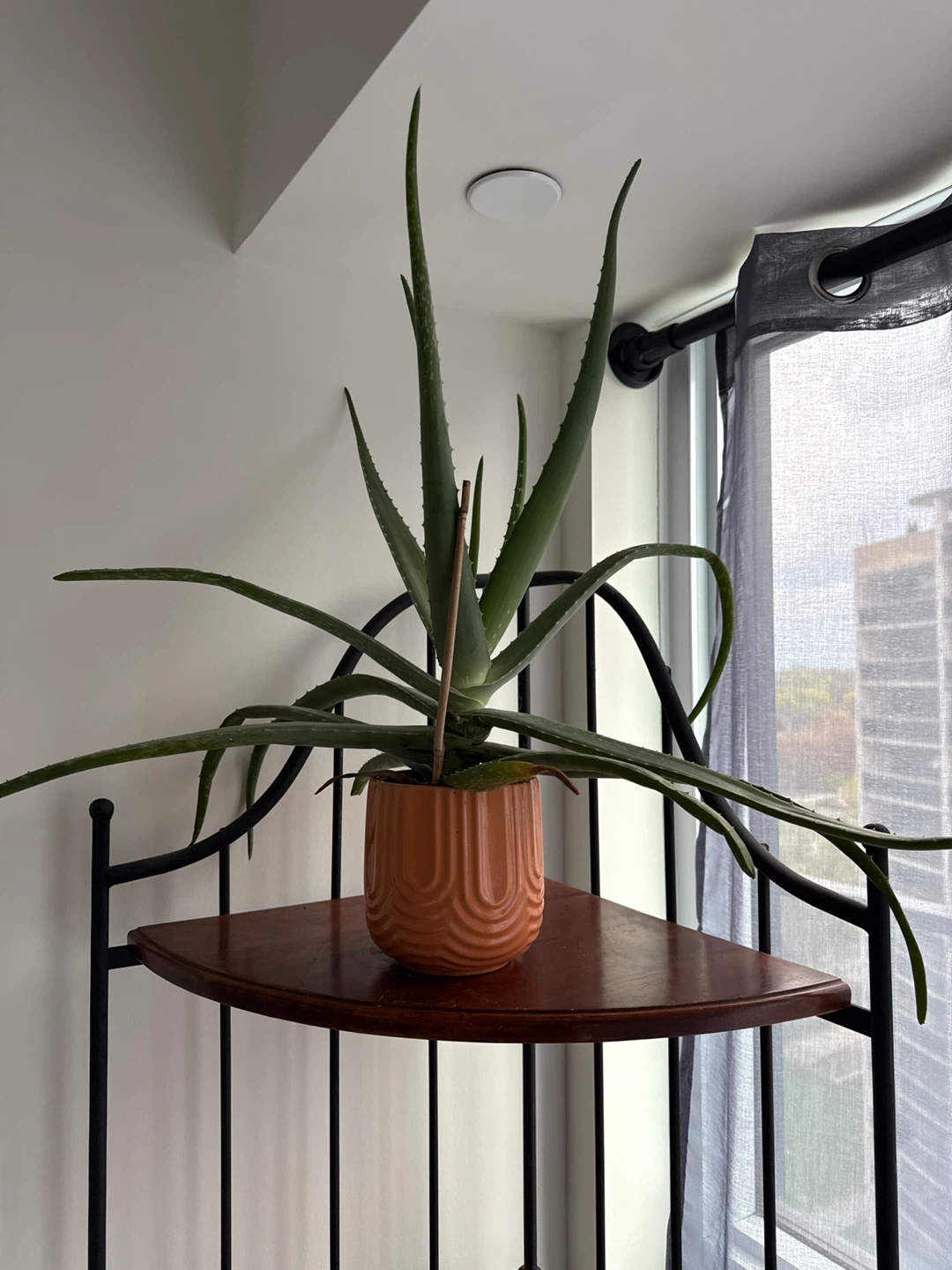 LARGE-Aloe Vera Plant in Terracotta Pot