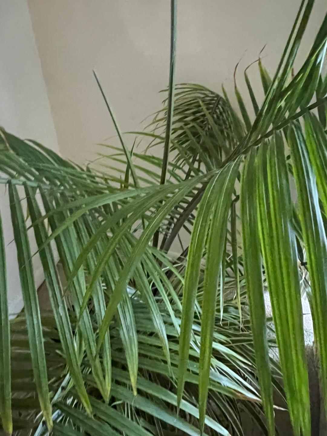 Indoor Palm Tree - photo 3