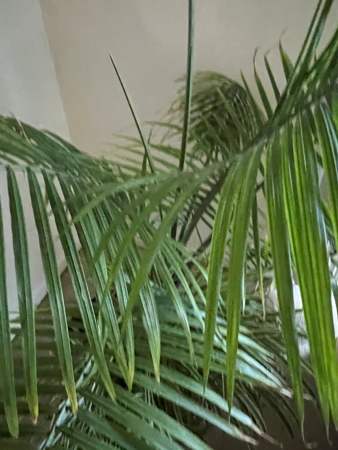 Indoor Palm Tree - photo 5