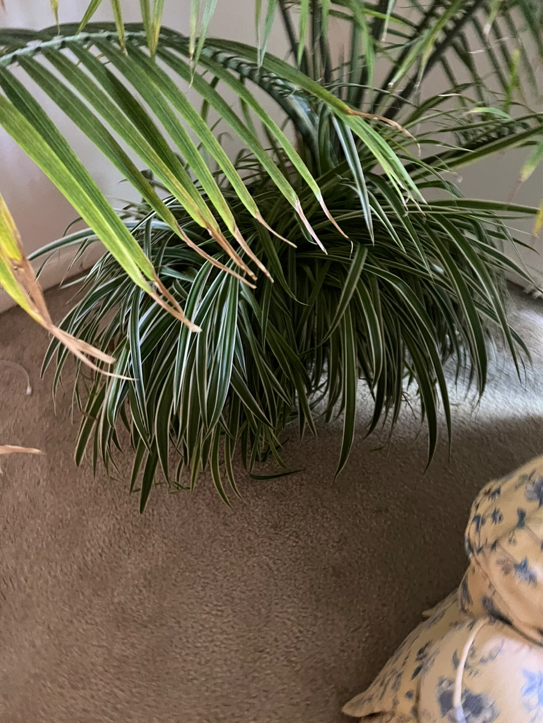 Indoor Palm Tree - photo 2