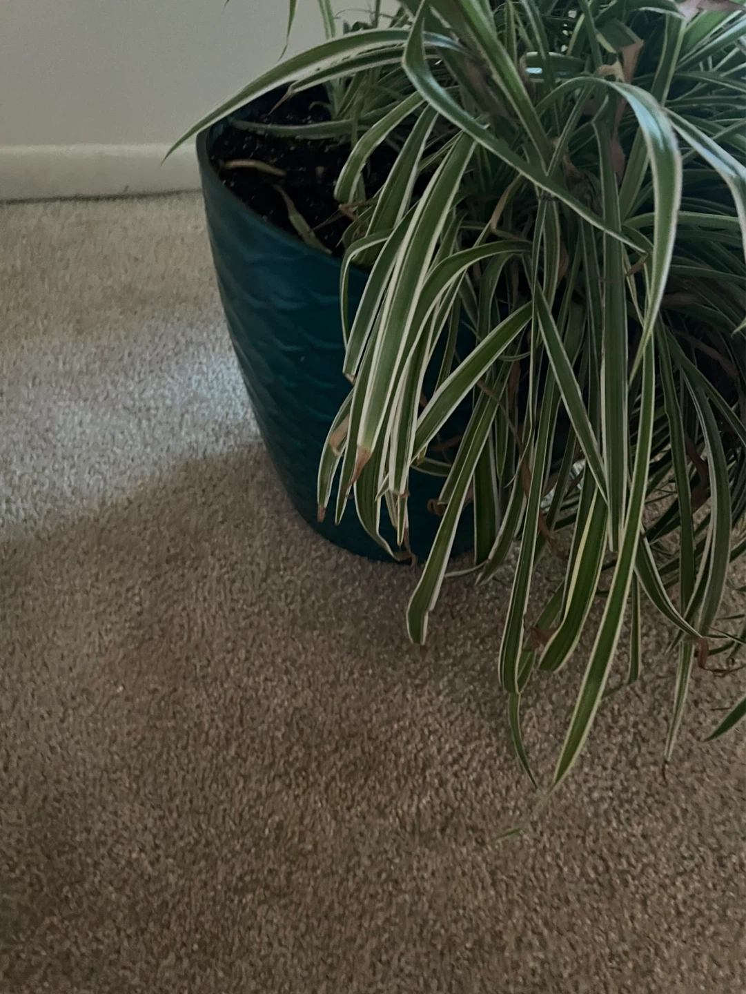 Indoor Palm Tree - photo 4