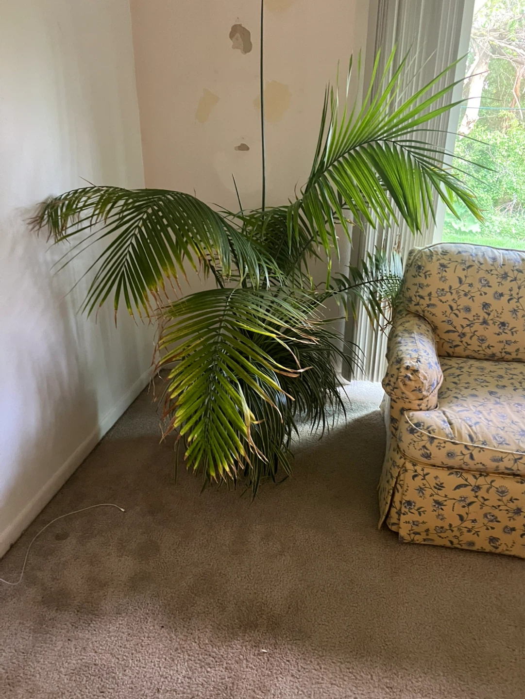 Indoor Palm Tree