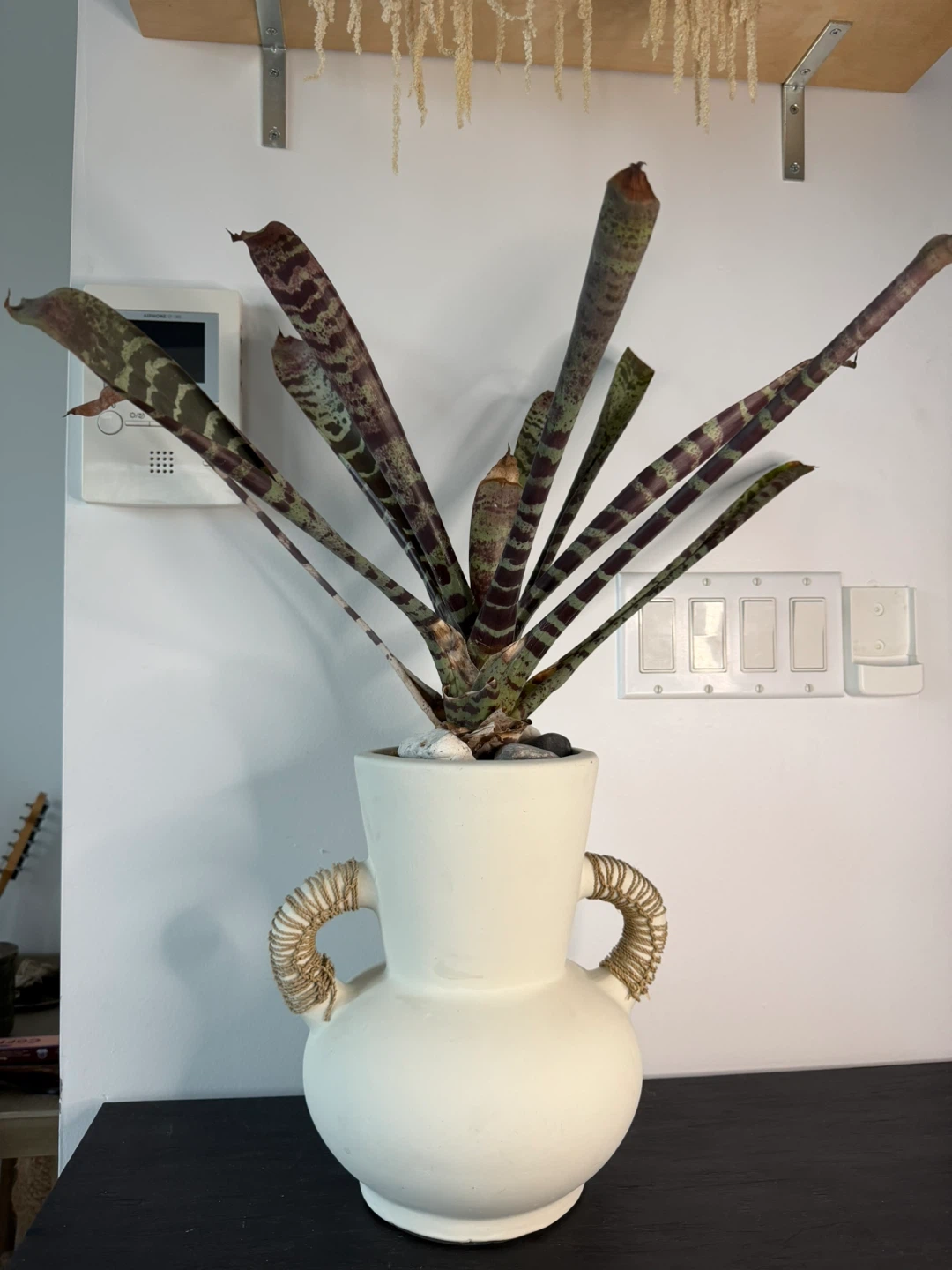 Vase with Potted Bromeliad Plant