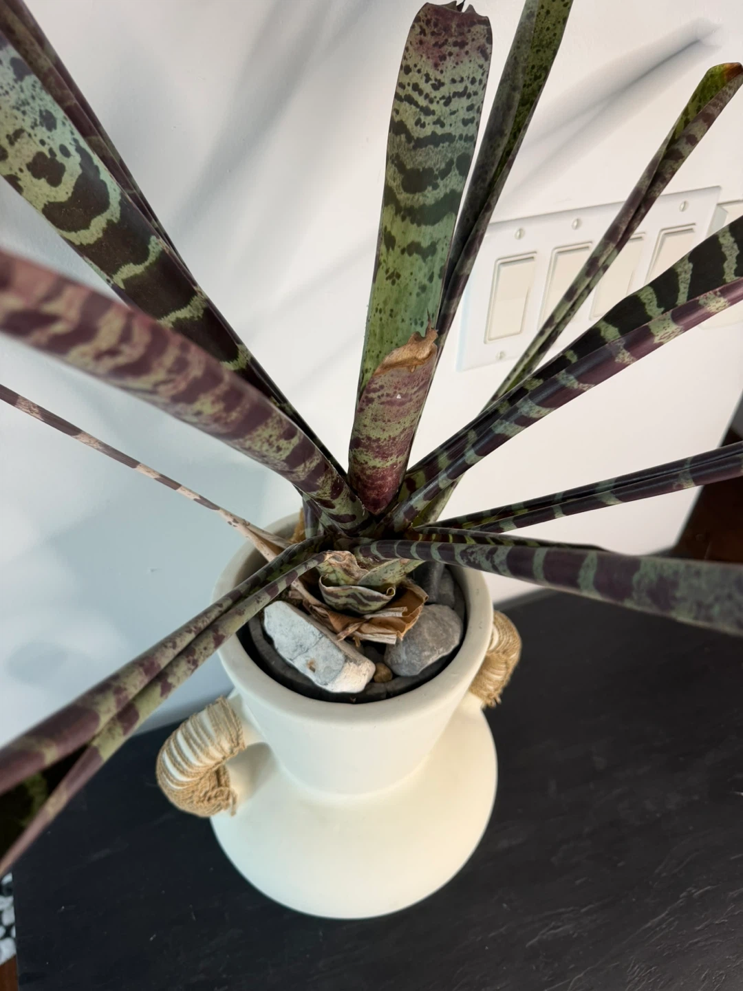 Vase with Potted Bromeliad Plant - photo 2