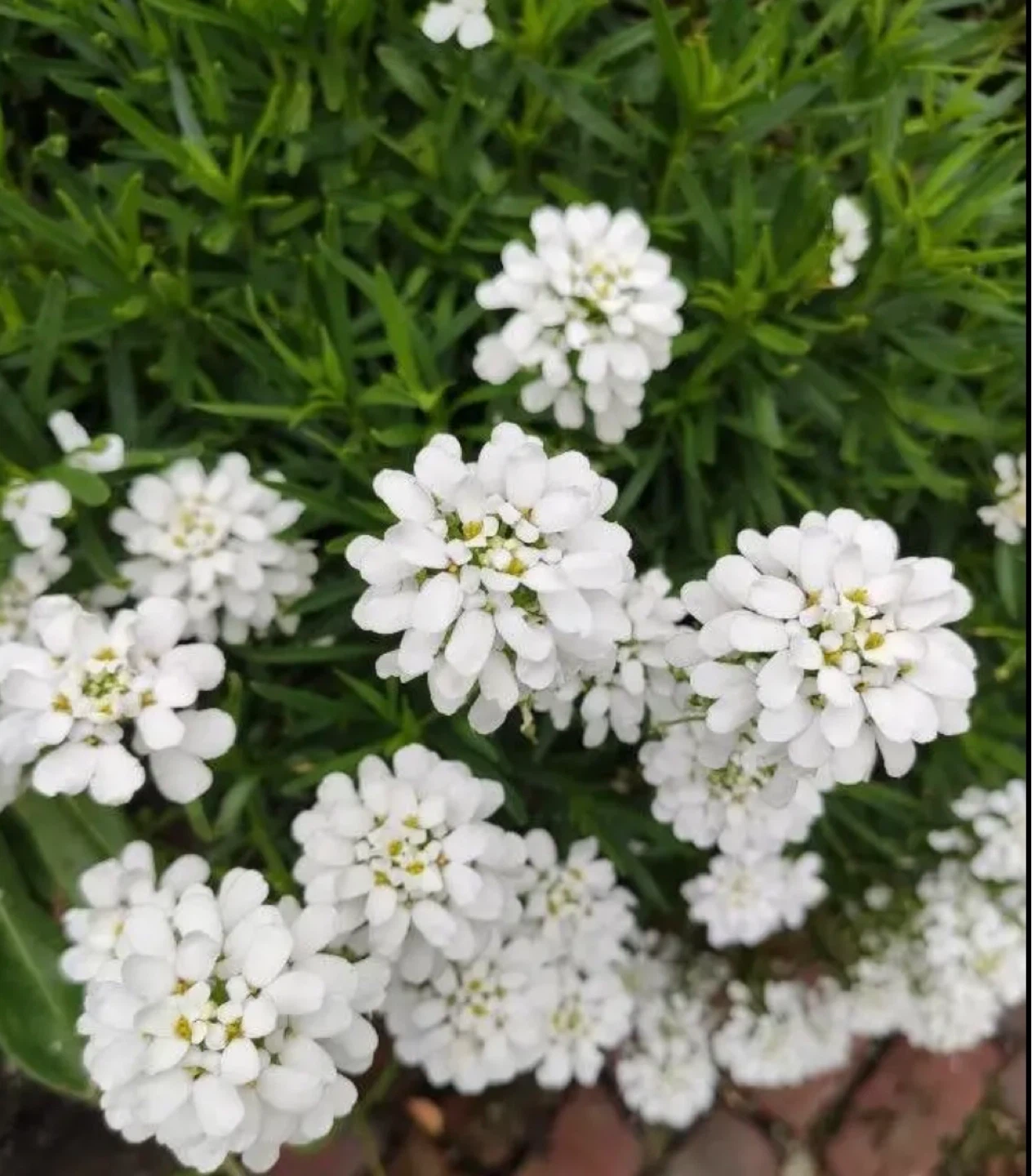 Candytuft Perennial Plants