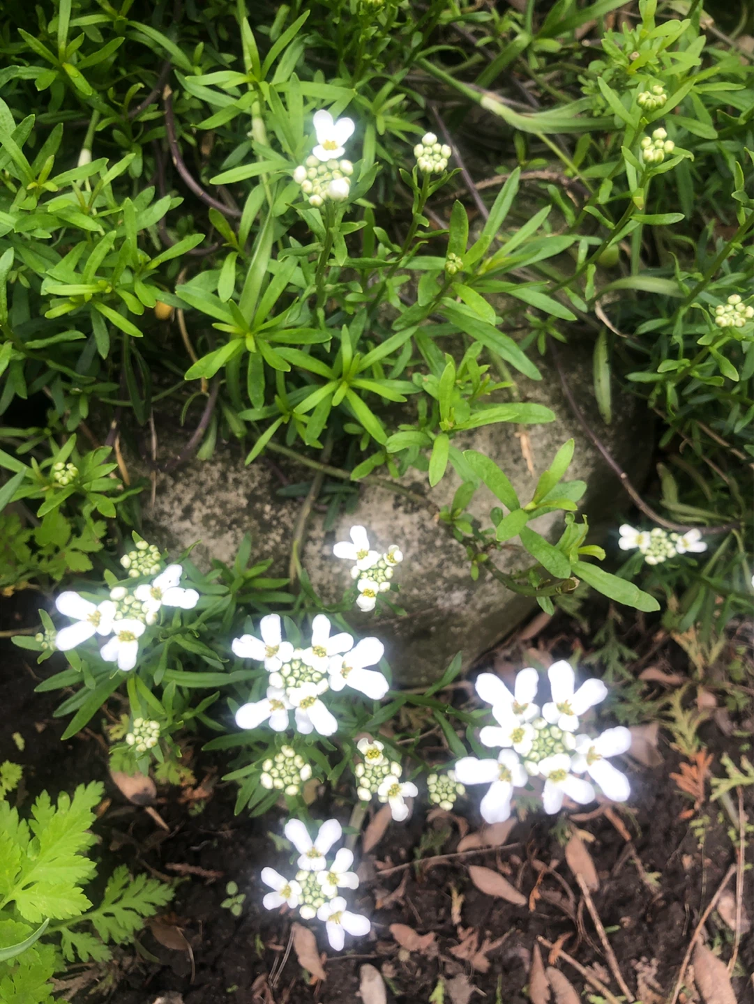 Candytuft Perennial Plants - photo 2