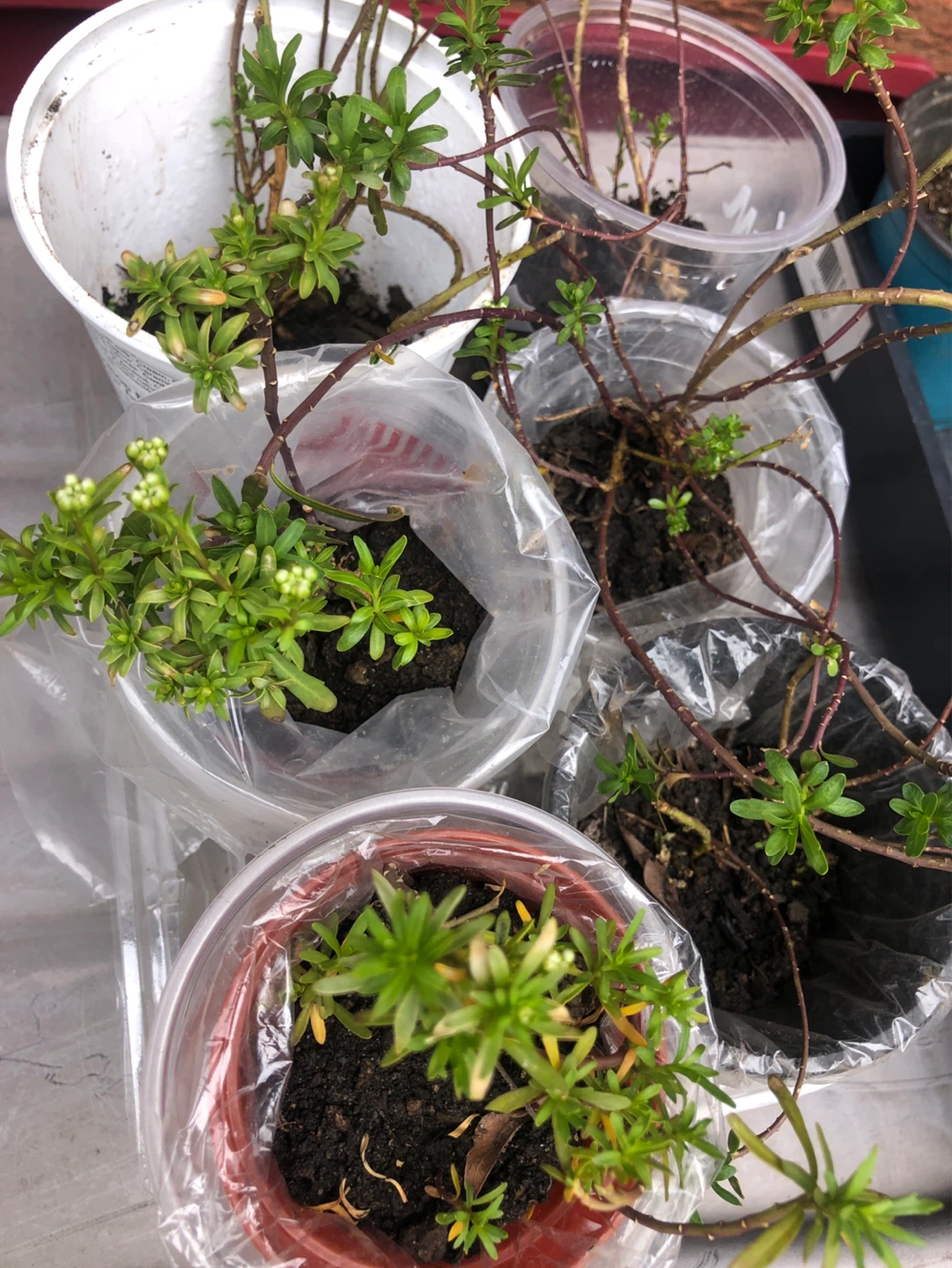 Candytuft Perennial Plants - photo 3