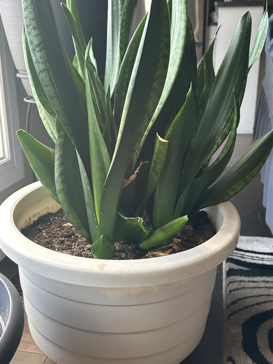 Snake Plant in White Pot
