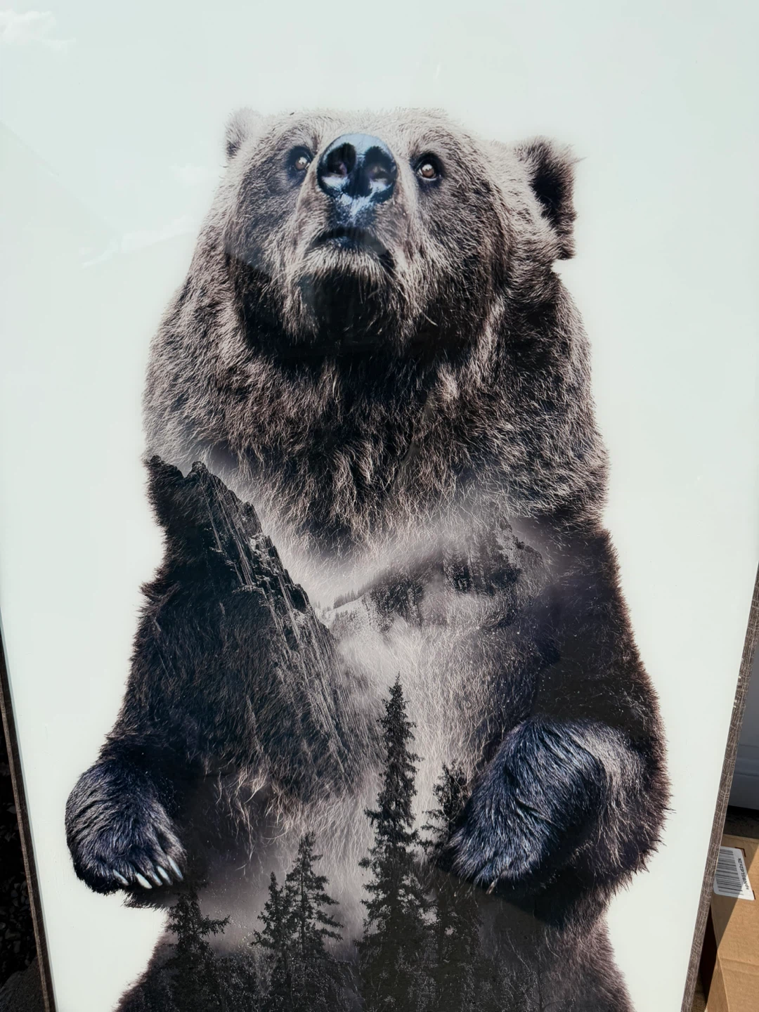 Grizzly Bear Double Exposure Wall Art