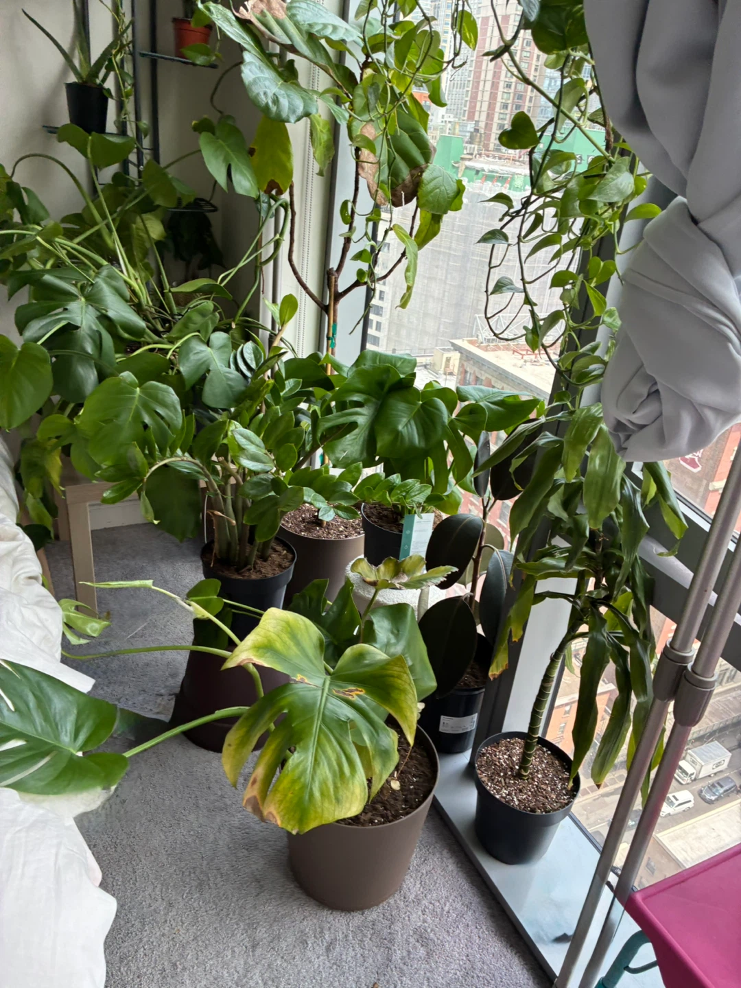 Assorted Potted Houseplants Monstera Pothos Money plant Fig Aloe - photo 2