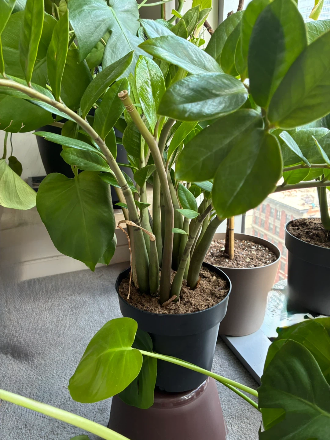 Assorted Potted Houseplants Monstera Pothos Money plant Fig Aloe - photo 5