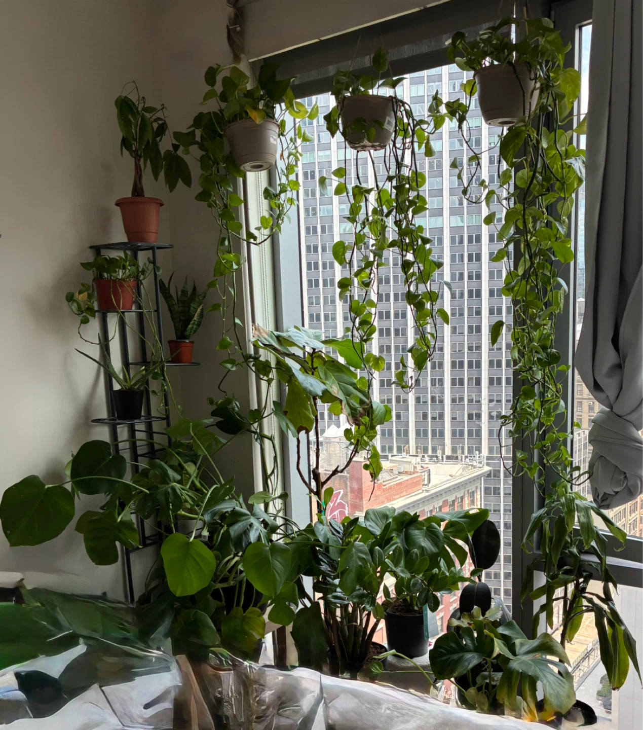Assorted Potted Houseplants Monstera Pothos Money plant Fig Aloe