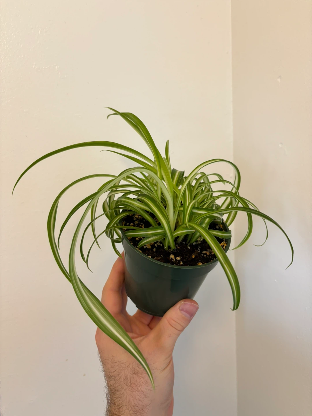 Curly Spider Plant ‘Bonnie’ - photo 2