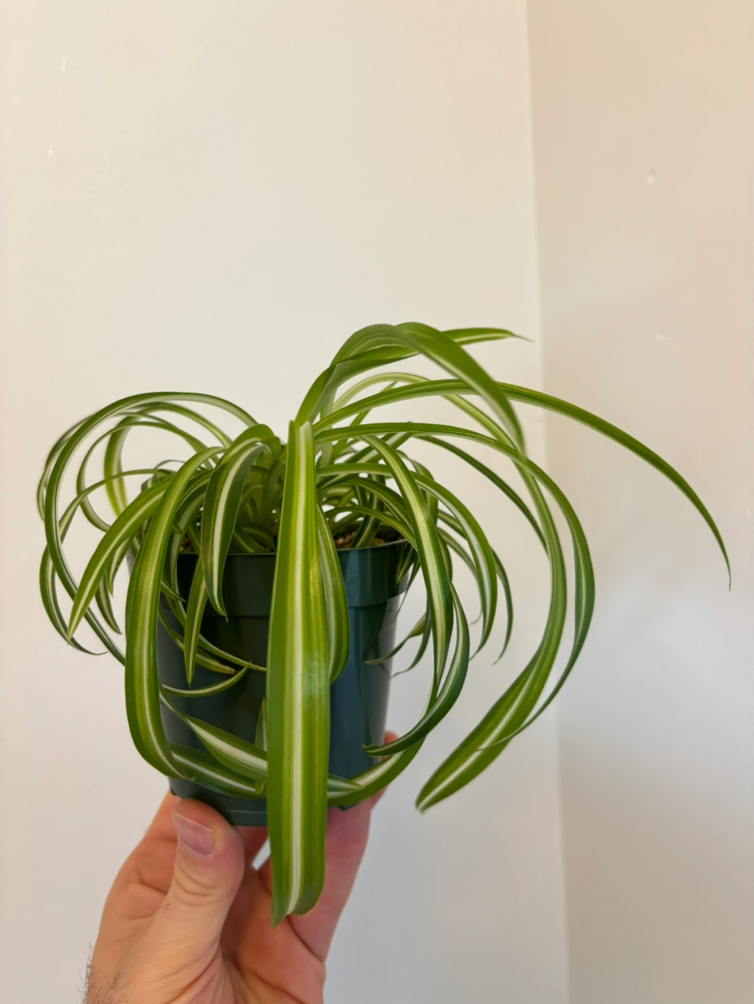 Curly Spider Plant ‘Bonnie’ - photo 3