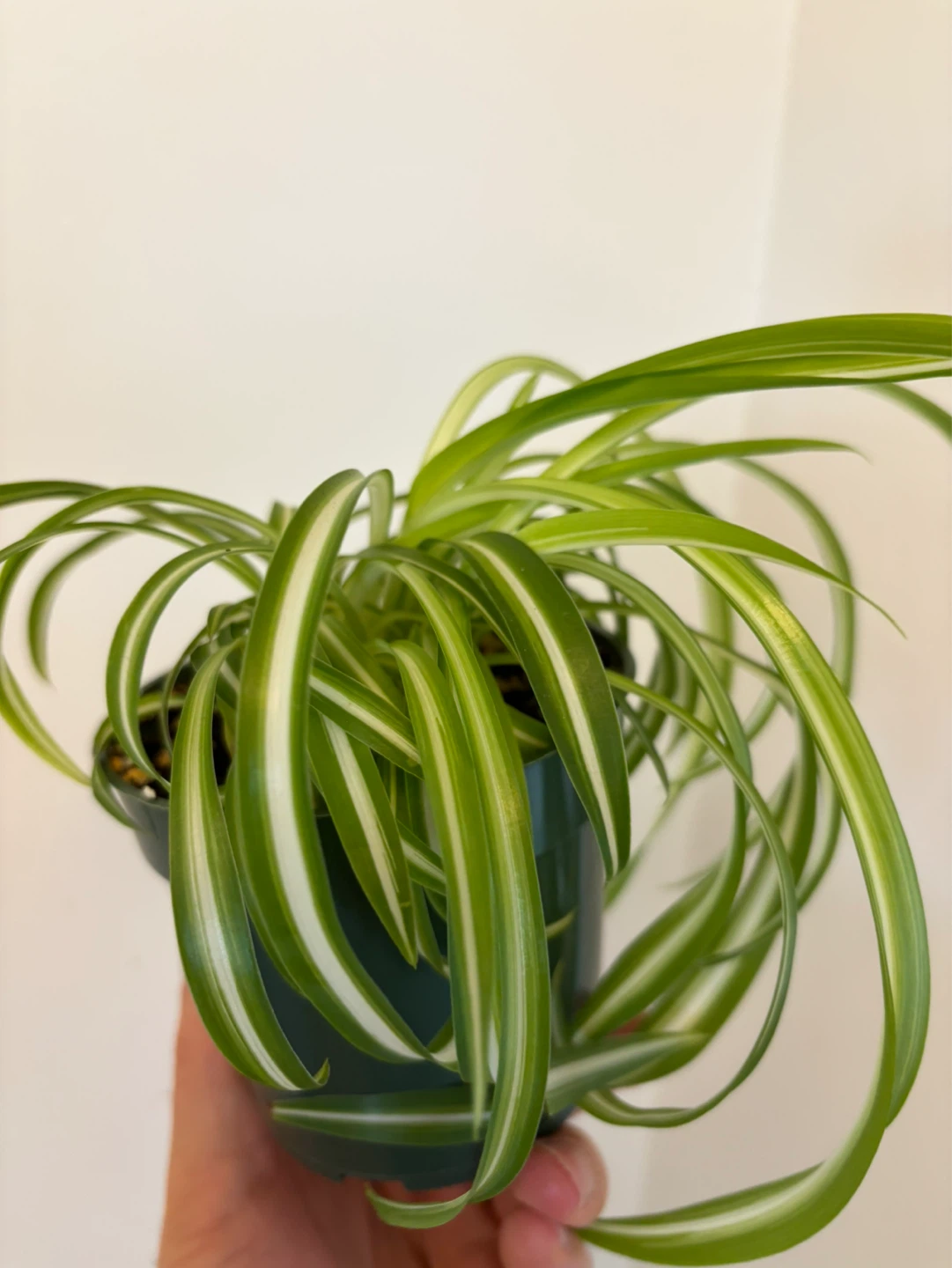 Curly Spider Plant ‘Bonnie’ - photo 4