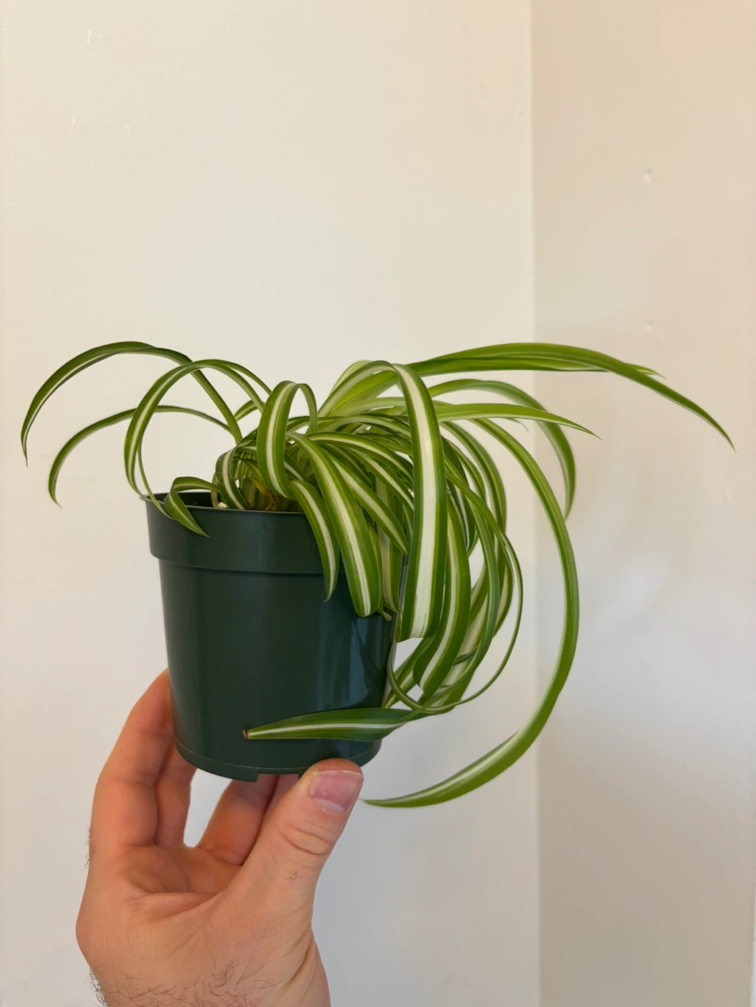 Curly Spider Plant ‘Bonnie’