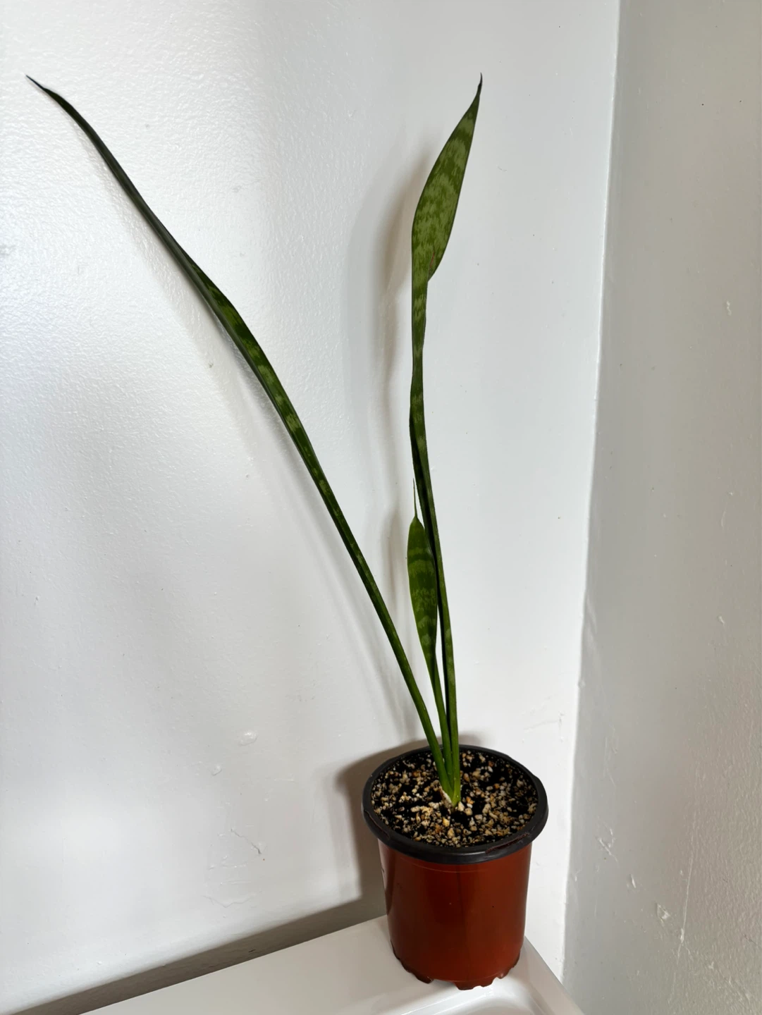 Snake Plant (Sansevieria zeylanica)