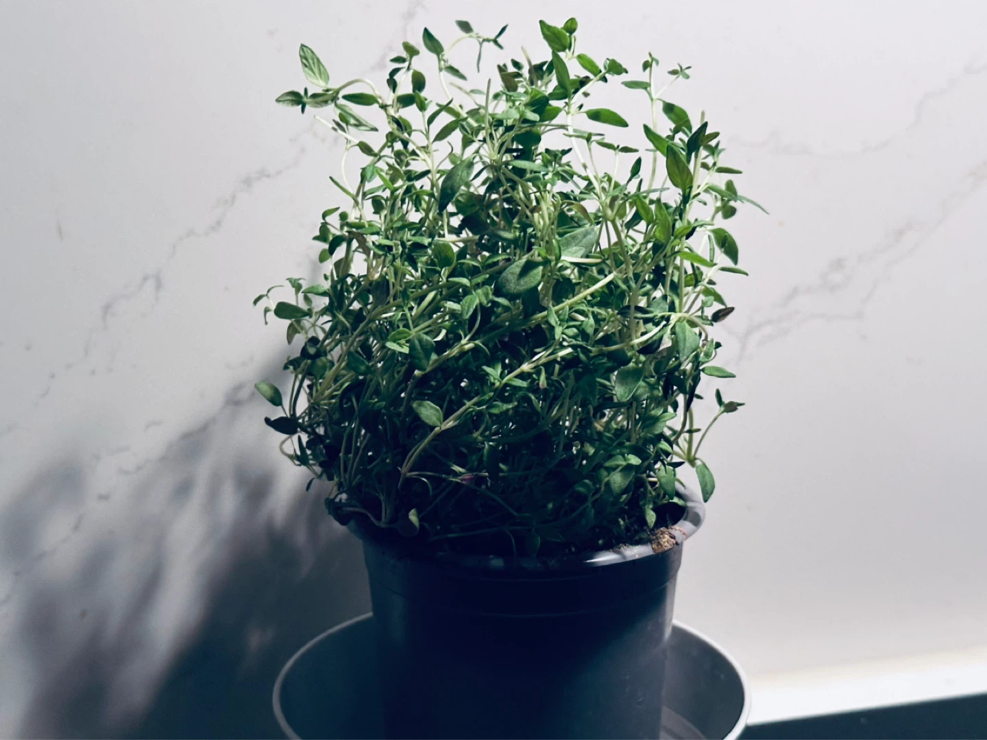 Fresh Thyme Plant