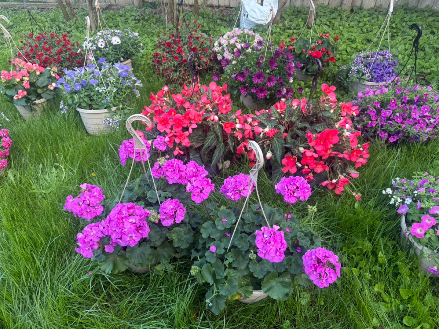 Assorted Hanging Flower  Baskets - photo 3